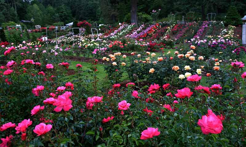 Japanese Rose Garden, Nagpur - History, Timings, Entry Fee, Location ...