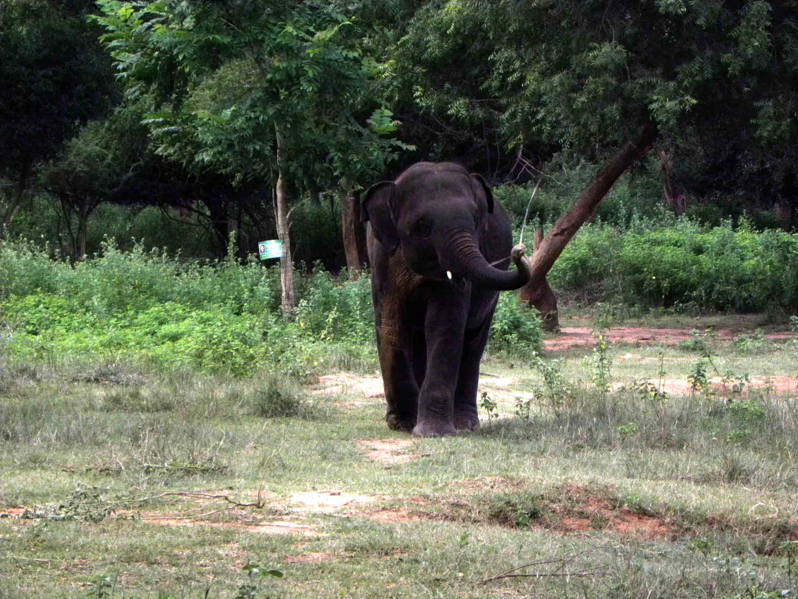 Kodanad Elephant Sanctuary