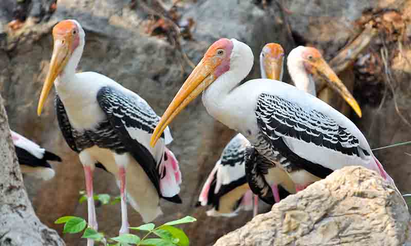 sultanpur-bird-sanctuary-gurgaon-history-timings-entry-fee